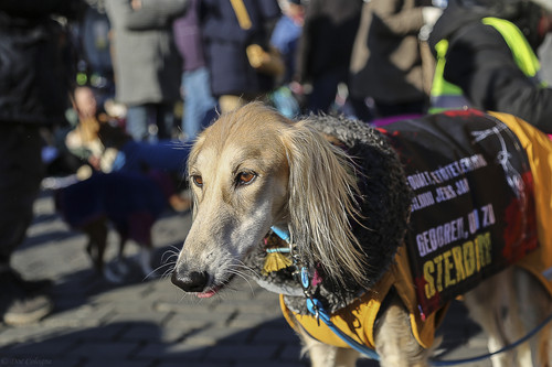 Galgo Marsch Köln 2025 920.jpg