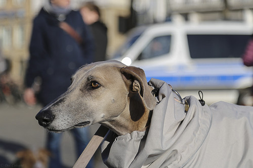 Galgo Marsch Köln 2025 903.jpg
