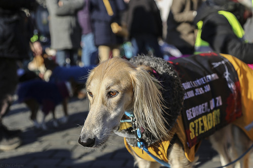 Galgo Marsch Köln 2025 919.jpg
