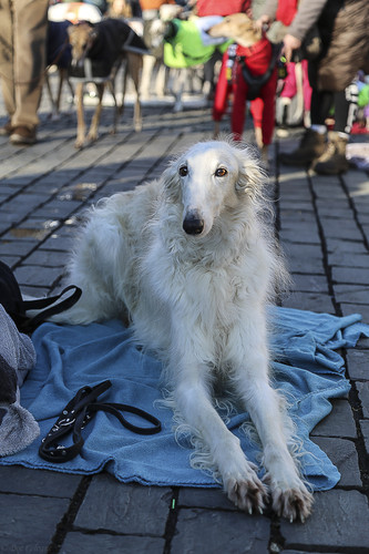 Galgo Marsch Köln 2025 918.jpg