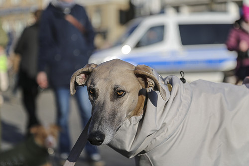 Galgo Marsch Köln 2025 905.jpg
