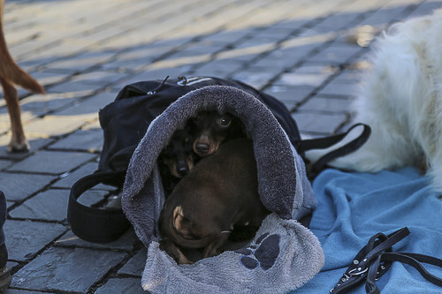 Galgo Marsch Köln 2025 912.jpg