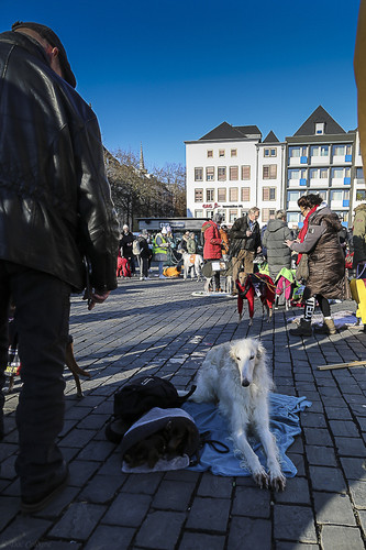 Galgo Marsch Köln 2025 908.jpg