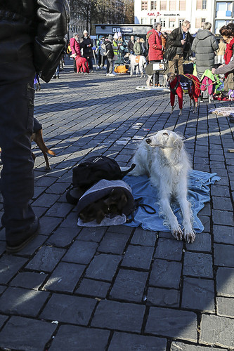 Galgo Marsch Köln 2025 909.jpg
