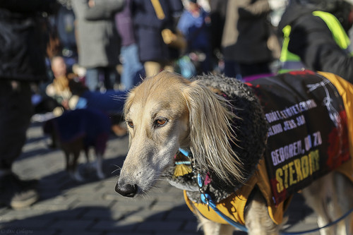 Galgo Marsch Köln 2025 921.jpg