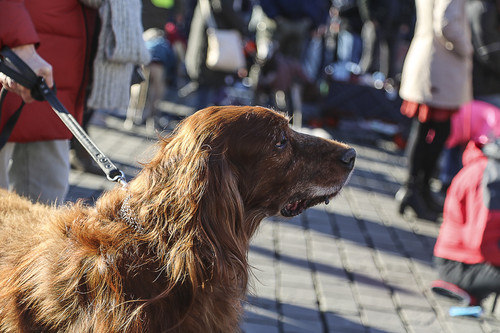 Galgo Marsch Köln 2025 922.jpg