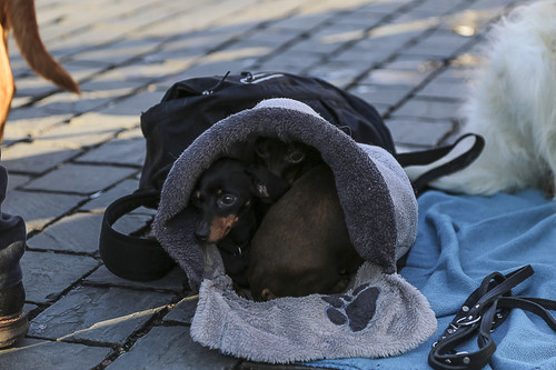 Galgo Marsch Köln 2025 913.jpg