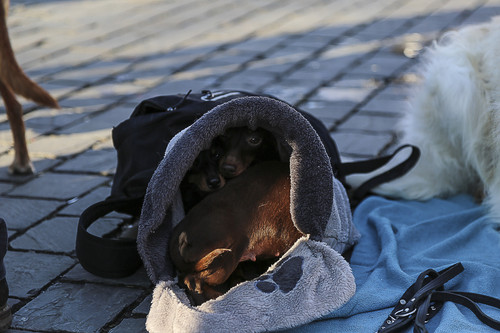 Galgo Marsch Köln 2025 911.jpg