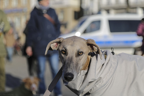 Galgo Marsch Köln 2025 904.jpg