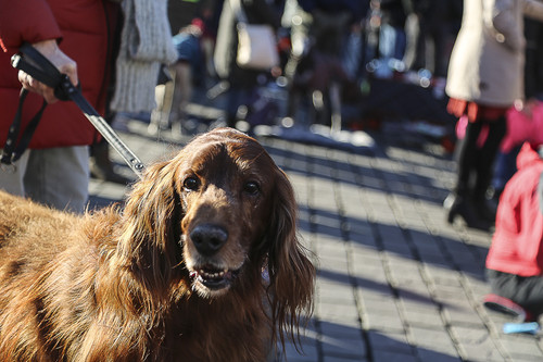 Galgo Marsch Köln 2025 923.jpg