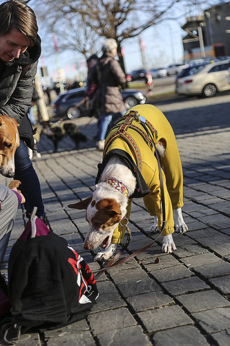 Galgo Marsch Köln 2025 775.jpg