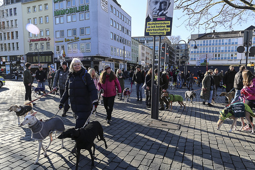 Galgo Marsch Köln 2025 786.jpg