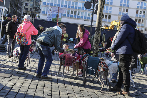 Galgo Marsch Köln 2025 800.jpg
