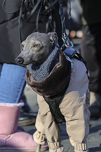 Galgo Marsch Köln 2025 803.jpg