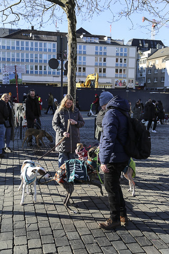 Galgo Marsch Köln 2025 776.jpg