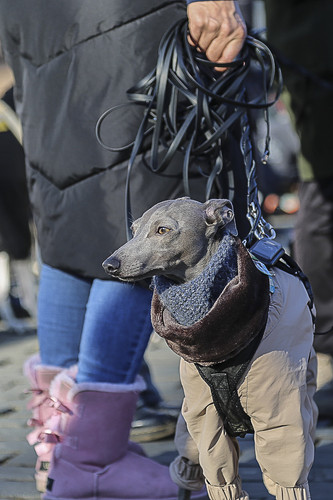 Galgo Marsch Köln 2025 802.jpg