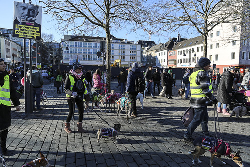 Galgo Marsch Köln 2025 792.jpg