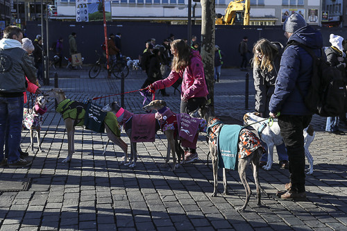 Galgo Marsch Köln 2025 796.jpg