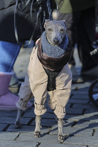 Galgo Marsch Köln 2025 804.jpg