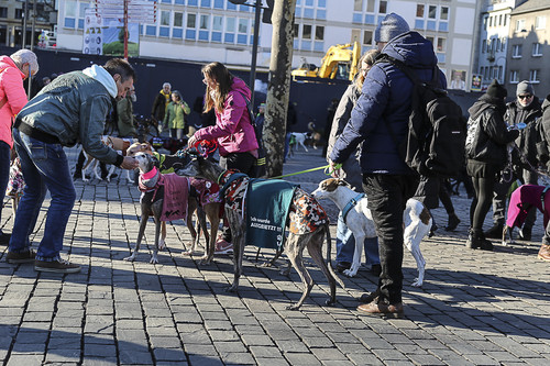 Galgo Marsch Köln 2025 799.jpg