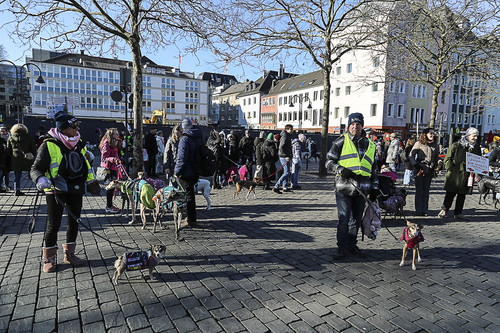 Galgo Marsch Köln 2025 794.jpg