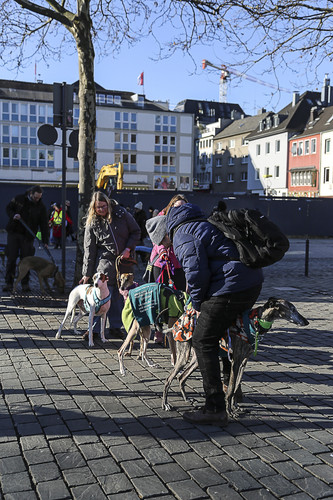 Galgo Marsch Köln 2025 780.jpg