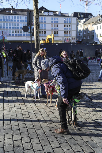 Galgo Marsch Köln 2025 779.jpg
