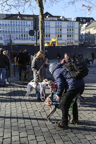 Galgo Marsch Köln 2025 778.jpg
