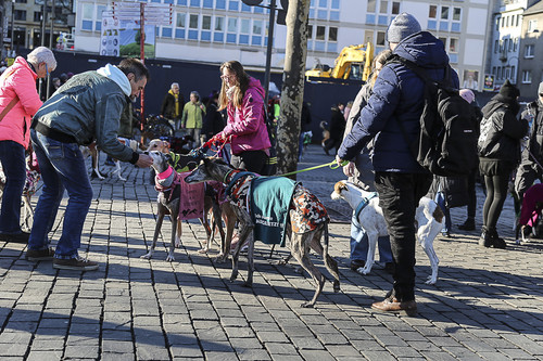 Galgo Marsch Köln 2025 798.jpg