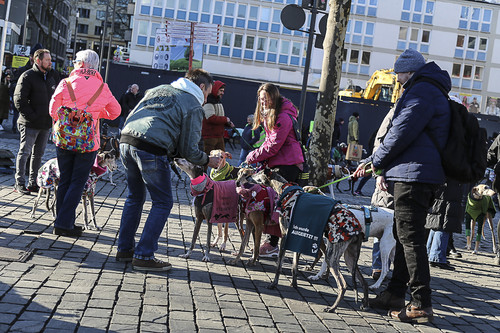 Galgo Marsch Köln 2025 801.jpg