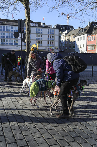 Galgo Marsch Köln 2025 782.jpg
