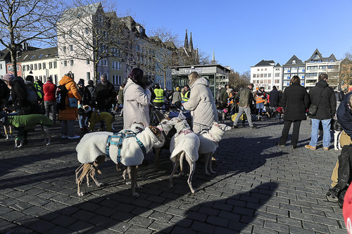 Galgo Marsch Köln 2025 812.jpg