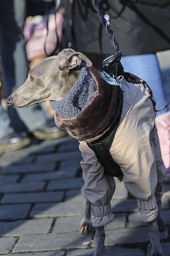 Galgo Marsch Köln 2025 806.jpg