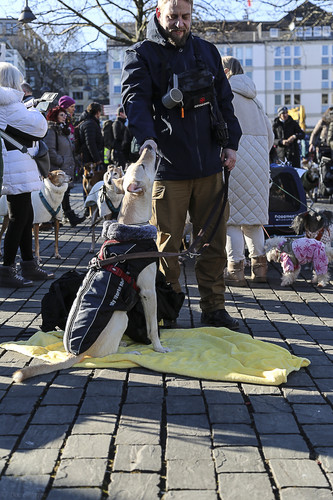 Galgo Marsch Köln 2025 813.jpg