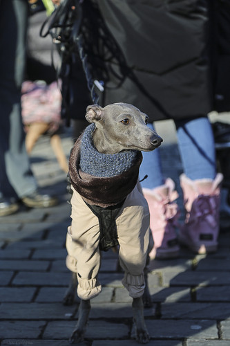 Galgo Marsch Köln 2025 808.jpg
