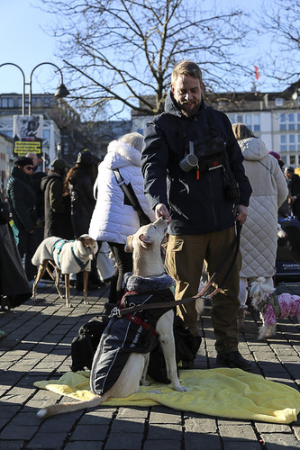 Galgo Marsch Köln 2025 814.jpg