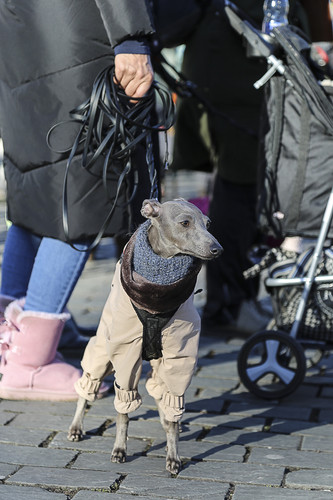 Galgo Marsch Köln 2025 805.jpg