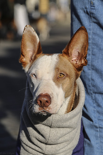 Galgo Marsch Köln 2025 817.jpg