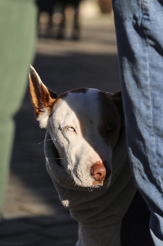 Galgo Marsch Köln 2025 816.jpg