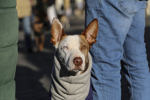 Galgo Marsch Köln 2025 819.jpg