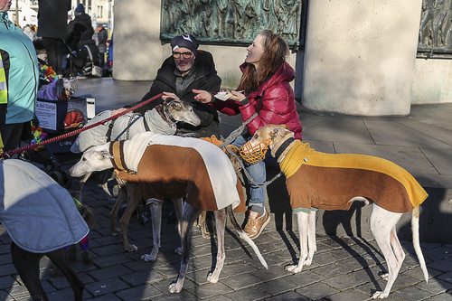 Galgo Marsch Köln 2025 933.jpg