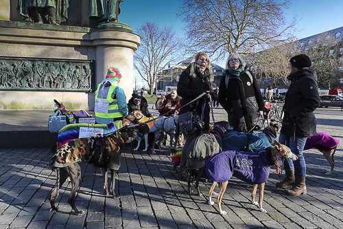 Galgo Marsch Köln 2025 928.jpg