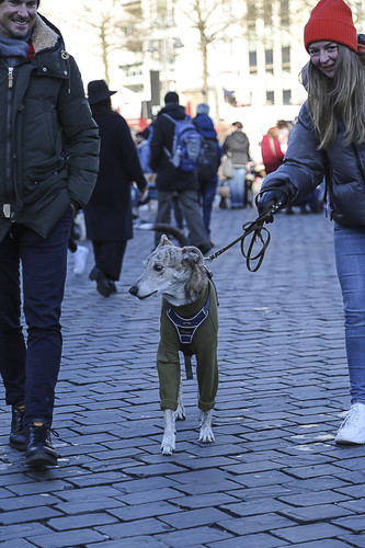 Galgo Marsch Köln 2025 948.jpg