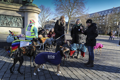 Galgo Marsch Köln 2025 927.jpg