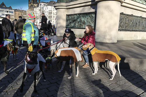 Galgo Marsch Köln 2025 937.jpg