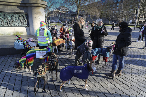 Galgo Marsch Köln 2025 925.jpg