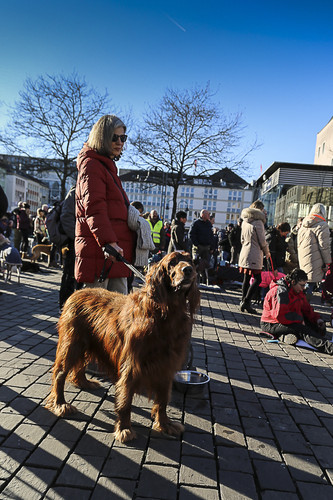 Galgo Marsch Köln 2025 924.jpg