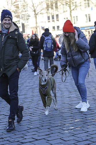 Galgo Marsch Köln 2025 945.jpg