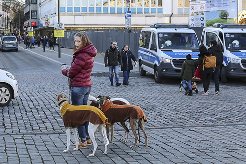 Galgo Marsch Köln 2025 942.jpg