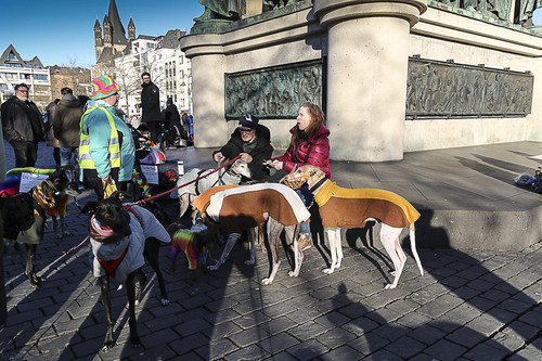 Galgo Marsch Köln 2025 938.jpg